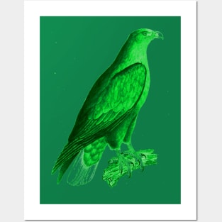 hawk,bald eagle,falcon,golden eagle,birdie,bird,bird of prey,raptor,aquila,vulture,heron,golf game,golf,eaglet,condor,haliaeetus,harpy eagle,beak,eagle putt,bird of jove,accipitridae,score,pigeon,owl,osprey Posters and Art